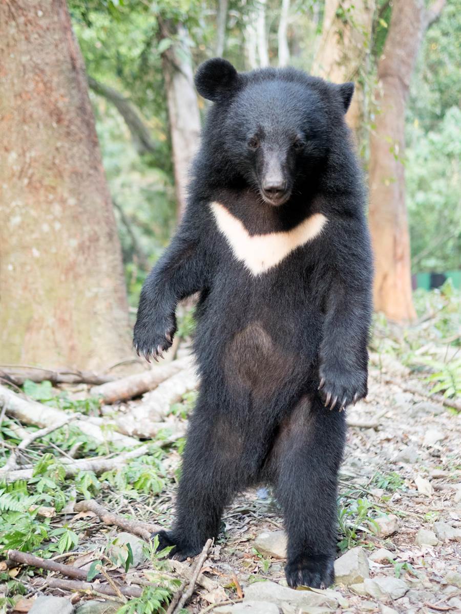 太像人類了 動物園台灣黑熊 並肩躺著聊天 被遊客發現後 突然變網紅互動 網友笑翻 工讀生好辛苦 Fun頭條